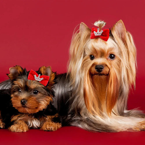 Two small dogs with red bows on a red background. Colorful pet hair bows designed for dog grooming and fashion.
